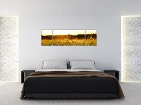 Obraz zroszonej trawy (170x50 cm)