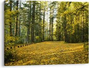 Obraz - las jesienią (70x50 cm)