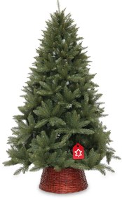 Świerk kaukaski 150 cm