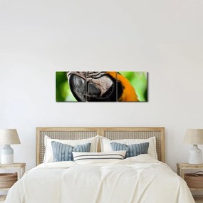 Obraz papugi (z zegarem) (90x30 cm)