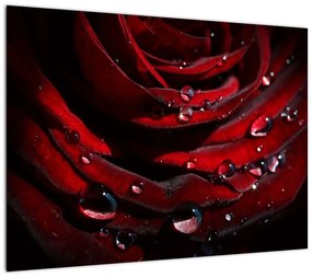 Obraz - Detal róży (70x50 cm)
