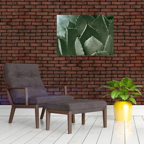 Obraz na szkle - Zielona agawa (70x50 cm)