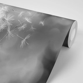 Fototapeta magiczny czarno-biały dmuchawiec