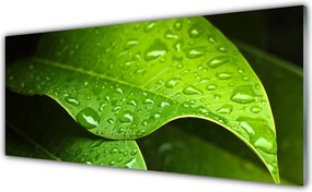 Panel Kuchenny Krople Porannej Rosy