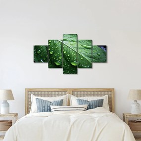 Obraz - Szczegół liścia po deszczu (125x70 cm)