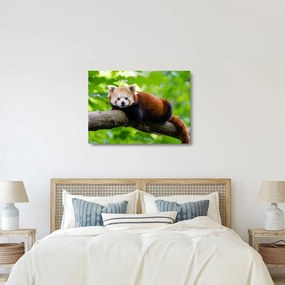 Obraz na szkle - panda czerwona (70x50 cm)