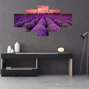 Obraz - Pole lawendy (125x70 cm)