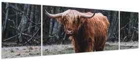 Obraz - Szkocka krowa 2 (170x50 cm)
