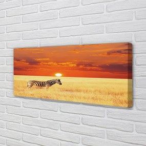 Obraz drukowany na płótnie Zebra na Polu o Zachodzie Słońca