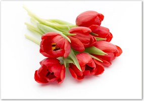 Foto obraz szklany Czerwone tulipany