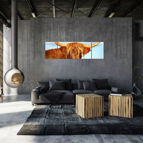 Obraz -Szkocka krowa (170x50 cm)
