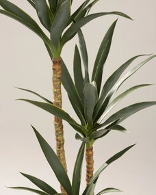 Juka w doniczce 160 cm