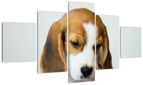 Obraz Beagle (125x70 cm)