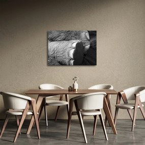 Obraz - Noga słonia (70x50 cm)