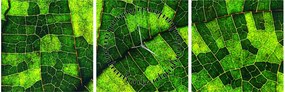 Obraz - Detal liścia (z zegarem) (90x30 cm)