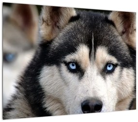 Obraz na szkle - pies husky (70x50 cm)