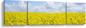 Obraz żółtego pola (170x50 cm)