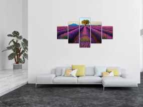 Obraz - Pole lawendy (125x70 cm)