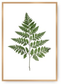 Plakat Fern Green