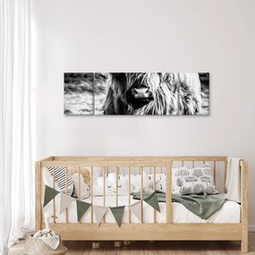 Obraz - Highland - szkocka krowa (170x50 cm)