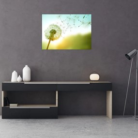 Obraz - Dmuchawiec na wietrze (70x50 cm)