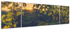 Obraz - Winnica (170x50 cm)