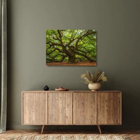 Obraz na szkle - Zielone drzewo (70x50 cm)