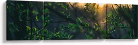 Obraz słońca przeświecającego przez gałęzie drzew (170x50 cm)