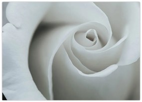 Obraz - Biała róża (70x50 cm)