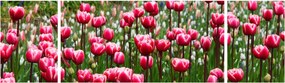 Obraz tulipanów (170x50 cm)