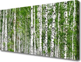 Obraz na płótnie Świetlisty Las Brzozowy