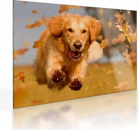 Obraz na szkle - Golden Retriever (70x50 cm)