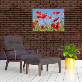 Obraz - Maki (70x50 cm)