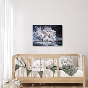 Obraz - Śnieżnobiałe drzewo (70x50 cm)