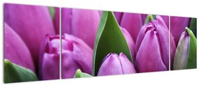 Obraz - kwiaty tulipanów (170x50 cm)