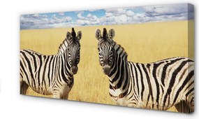 Obraz drukowany na płótnie Zebry na Polu