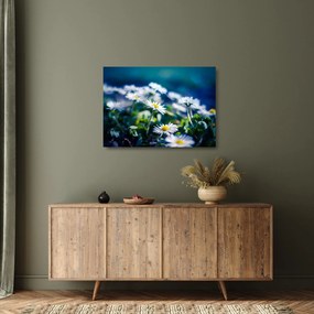 Obraz na szkle stokrotek (70x50 cm)