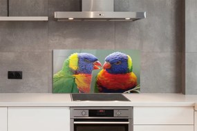 Panel szklany do Kuchni Barwny Świat Egzotycznych Ptaków