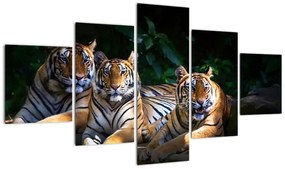 Obraz - Tygrysi Bracia (125x70 cm)