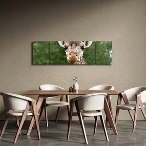 Obraz żyrafy (170x50 cm)