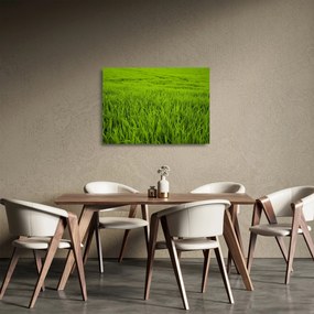 Obraz na szkle - trawa (70x50 cm)