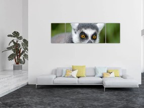 Obraz lemura (170x50 cm)