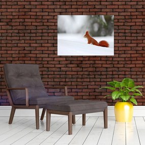 Obraz na szkle wiewiórki (70x50 cm)