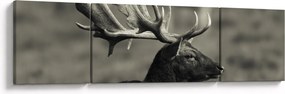 Obraz - Jeleń (170x50 cm)