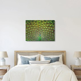 Obraz - Paw (70x50 cm)
