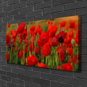 Fotoobraz na płótnie Maki w Letnim Słońcu