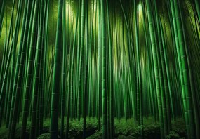 Fototapeta - Zielony bambusowy las (196x136 cm)
