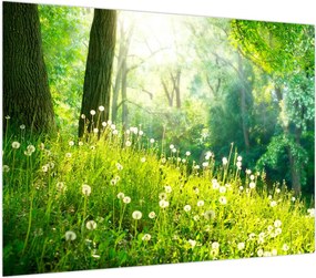 Obraz na szkle - Magiczna łąka pełna mniszków lekarskich (70x50 cm)