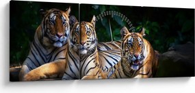 Obraz - Tygrysi Bracia (z zegarem) (90x30 cm)