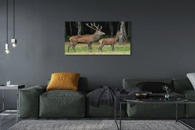 Fotoobraz na płótnie Król Lasu: Jeleń